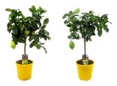 Citronträd - Set om 2 - Citrus limon - Höjd 60-70cm - ⌀19cm