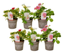 Jordgubbsplanta - Set om 6 - Fragaria 'Summer Breeze' - Höjd 15-25cm - ⌀10,5cm