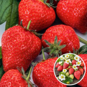 Jordgubbsplanta - Set om 10 - Fragaria elsanta - Rhizomer - Röd