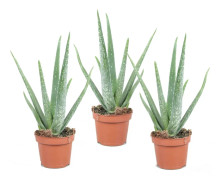 Aloe vera - Set om 3 - Aloe barbadensis - Höjd 25-40cm - ⌀10,5cm