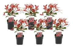 Snittmispel - Set om 6 - Photinia fraseri 'Red Robin' - Höjd 30-40cm - ⌀17cm
