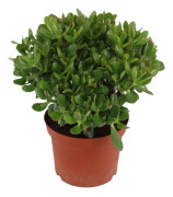 Paradisträd - Crassula ovata 'Minor' - Höjd 45-50cm - ⌀23cm