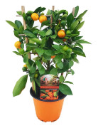 Citrus Calamondin på ställ - Mini mandarin - Kruka 14cm - Höjd 25-40cm