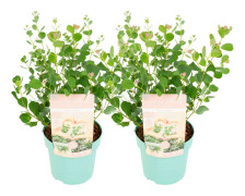 Eukalyptus - Set om 2 - Eucalyptus websteriana - Höjd 40-50cm - ⌀15cm