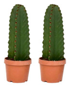 Kaktuseuforbia - Set om 2 - Euphorbia ingens - Höjd 40-50cm - ⌀18cm