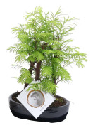 Utomhus bonsai metasequoia skog - Bonsai - Trädgårdsväxt - ⌀15cm - Höjd 20-30cm