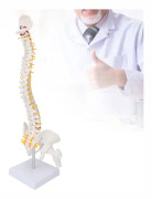 Vertebral Column Modell Flexibel Ryggrad Caudal Vertebra Anatomisk Modell med Spinalnerver för Vetenskap Klassrum Undervisning