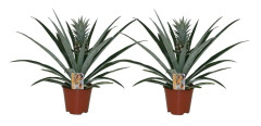 Tropisk ananasväxt - Set om 2 - Krukväxt - ⌀14cm - Höjd 45-55cm