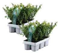 Japansk järnek - Set om 12 - Ilex crenata 'Jenny' - Höjd 10-20cm - ⌀9cm