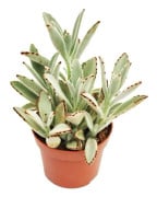 Kalanchoe tomentosa - kaninöron - i 8,5 cm kruka