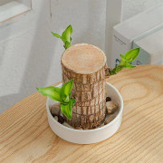Direkt fr?n basen, Brazilian Lucky Bamboo Plant, Indoor Water Cultivated Desk
