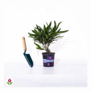 R?d oleander
