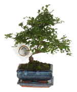 Bonsaiträd S-formad - Zelkova serrata - Höjd 20-25cm - ⌀15cm
