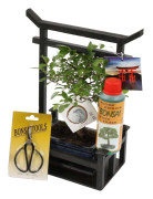 Bonsaiträd - Bonsai - Höjd 25-35cm - ⌀15cm