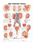 The Urinary Tract Anatomical Chart