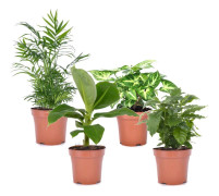 Växtblandning - Set om 4 - Krukväxter - Höjd 25-40cm - ⌀12cm