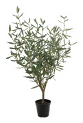 Olivträd 100 cm
