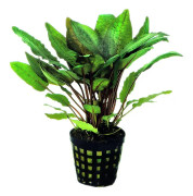 Cryptocoryne bullosa Kruka