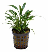 Cryptocoryne amicorum Kruka