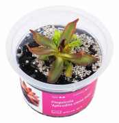 Pinguicula 'Aphrodite clone mini' - Köttätande Växt