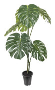 Monstera