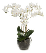 Phalaenopsis 70 cm i glaskruka