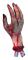 Blodig Hand Prop