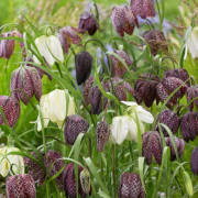 Kungsängslilja Mix 15st - Fritillaria meleagris Mix