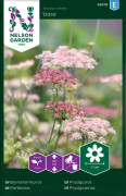 Blomstermorot, Dara
