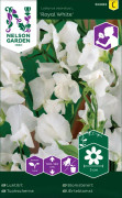 Luktärt Royal White, vit