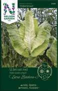 Spetskål Filderkraut - Brassica oleracea Fielderkaraut