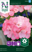 Pelargon Inspire Pink F1, rosa