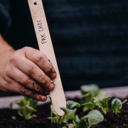 Pak Choi 'Summer Breeze' F1