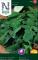 Rucola / Senapskål - Eruca sativa