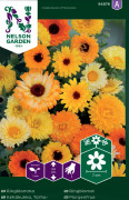 Ringblomma bl färger