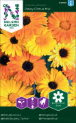  Ringblomma Daisy Citrus Mix Låg