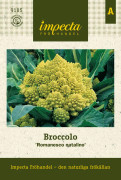 Broccolo Romanesco Natalino - Brassica oleracea Romanesco Natalino