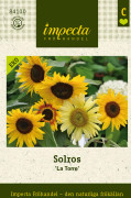 Solros, La Torre, Ekologisk - Helianthus annuus La Torre