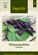 Störpurpurböna Carminat - Phaseolus vulgaris Carminat