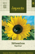 Solros, Jätte-, Giganteus - Helianthus annuus Giganteus