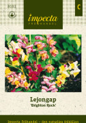 Lejongap, Brighton Rock