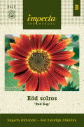 Solros, Röd, Red Sun - Helianthus annuus (Purpureus-gr.) Red Sun
