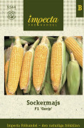 Majs, Gucio F1 - Zea mays Gucio F1
