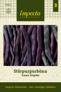 Störpurpurböna Cosse Violette - Phaseolus vulgaris (Brytböna-gr.) Cosse Violette