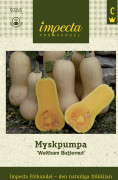 Pumpa, Mysk-, Waltham Butternut - Cucurbita moschata Waltham Butternut
