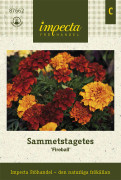 Tagetes, Sammets-, Fireball
