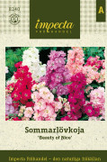 Lövkoja, Sommar-, Beauty of Nice - Matthiola incana Beauty of Nice