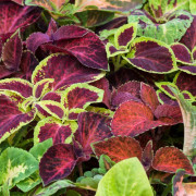 Palettblad Masterblend Rainbow - Plectranthus scutellarioides Masterblend Rainbow