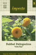 Solros, Dvärg-, Dubbel, Teddy Bear - Helianthus annuus Teddy Bear
