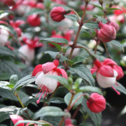 Fuchsia Upprätt, Göteborgskan 2-pack - Fuchsia Göteborskan